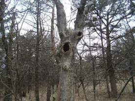 Welcome to the Lindian Woods Where I Was Found (Image ©2014 Raji Singh