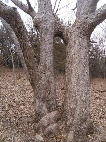 The Kissing Tree  (Image ©2014 Raji Singh)