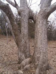 Come With Me to the Kissing Tree (Image ©2014 Raji Singh)
