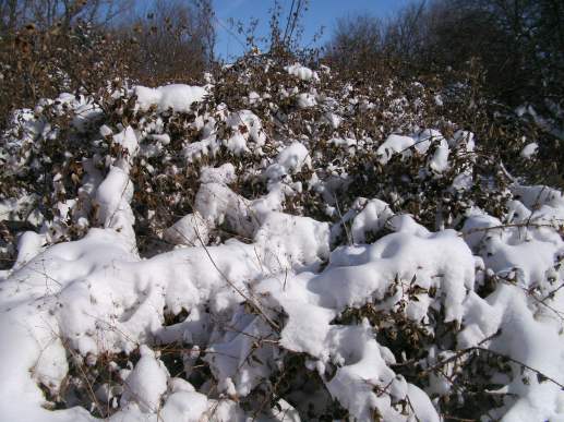 SANYO DIGITAL CAMERA