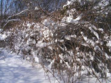 SANYO DIGITAL CAMERA