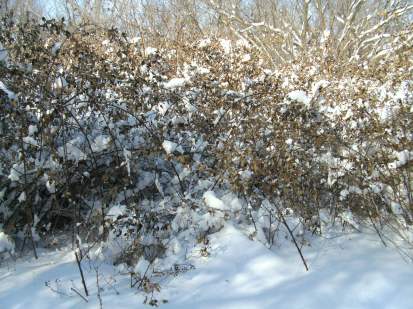 SANYO DIGITAL CAMERA