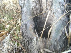 A Perfect Vessel for Making Stump Juice (Photo by Mark Rogers, 2014) 