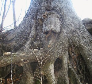 SANYO DIGITAL CAMERA